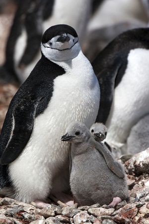Penguin Island, Antarctica 193.jpg